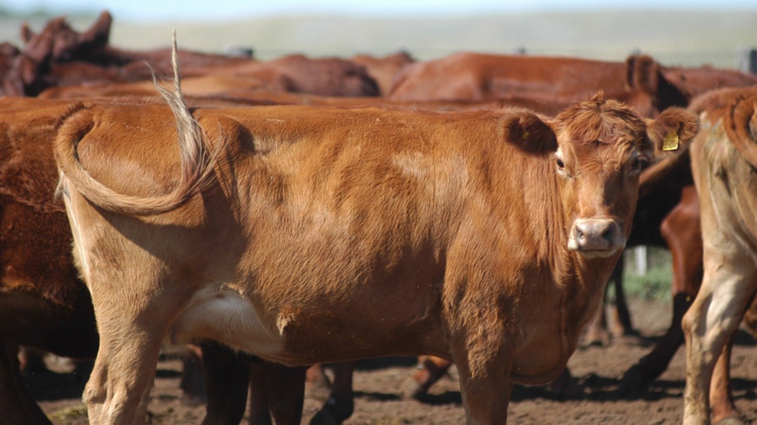 Por el calor, el ganado bovino consume hasta un 60% más de agua A Los Cuantos Meses Come Pasto Un Ternero