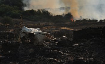 Estiman que el incendio en las sierras dejó alrededor de 700 vacas muertas