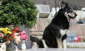 Murió Capitán, el perro que visitó la tumba de su dueño durante 10 años