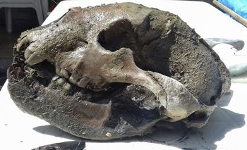 Pescaba en Junín y encontró el cráneo de una especie de oso venida de América del Norte