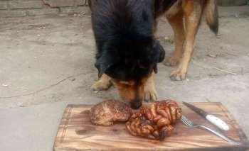 Su perro cumplió 15 años y lo celebraron con un asado: "Se merece más de lo que pide"