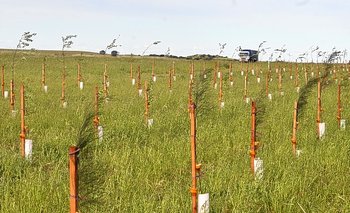 Villarino: barreras forestales para frenar el proceso de desertificación