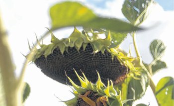 La siembra de girasol avanza limitada por los excesos hídricos