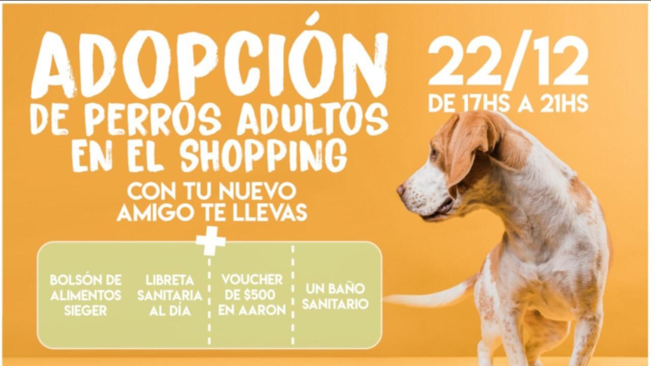 Realizan Una Campa A De Adopci N De Perros Adultos