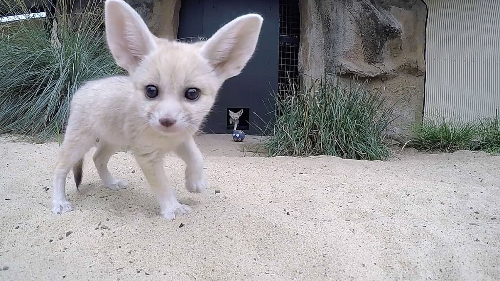 Un Zorrito Bebe Sale Por Primera Vez De Su Cucha Y Su Video Causa Furor En Las Redes Sociales