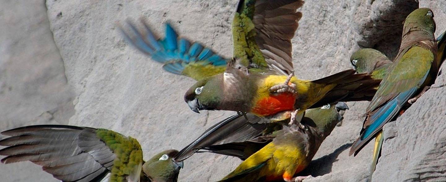 El Cóndor: la Colonia de loros más grande del mundo se vio amenazada