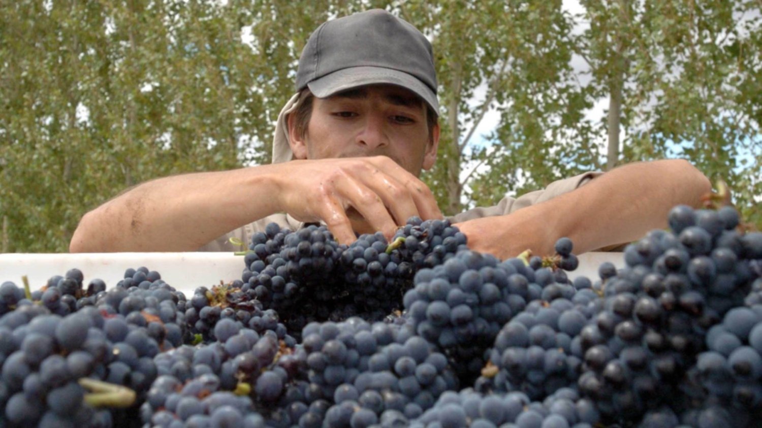 Resultado de imagen para crisis en la vitivinicultura y el precio de la uva