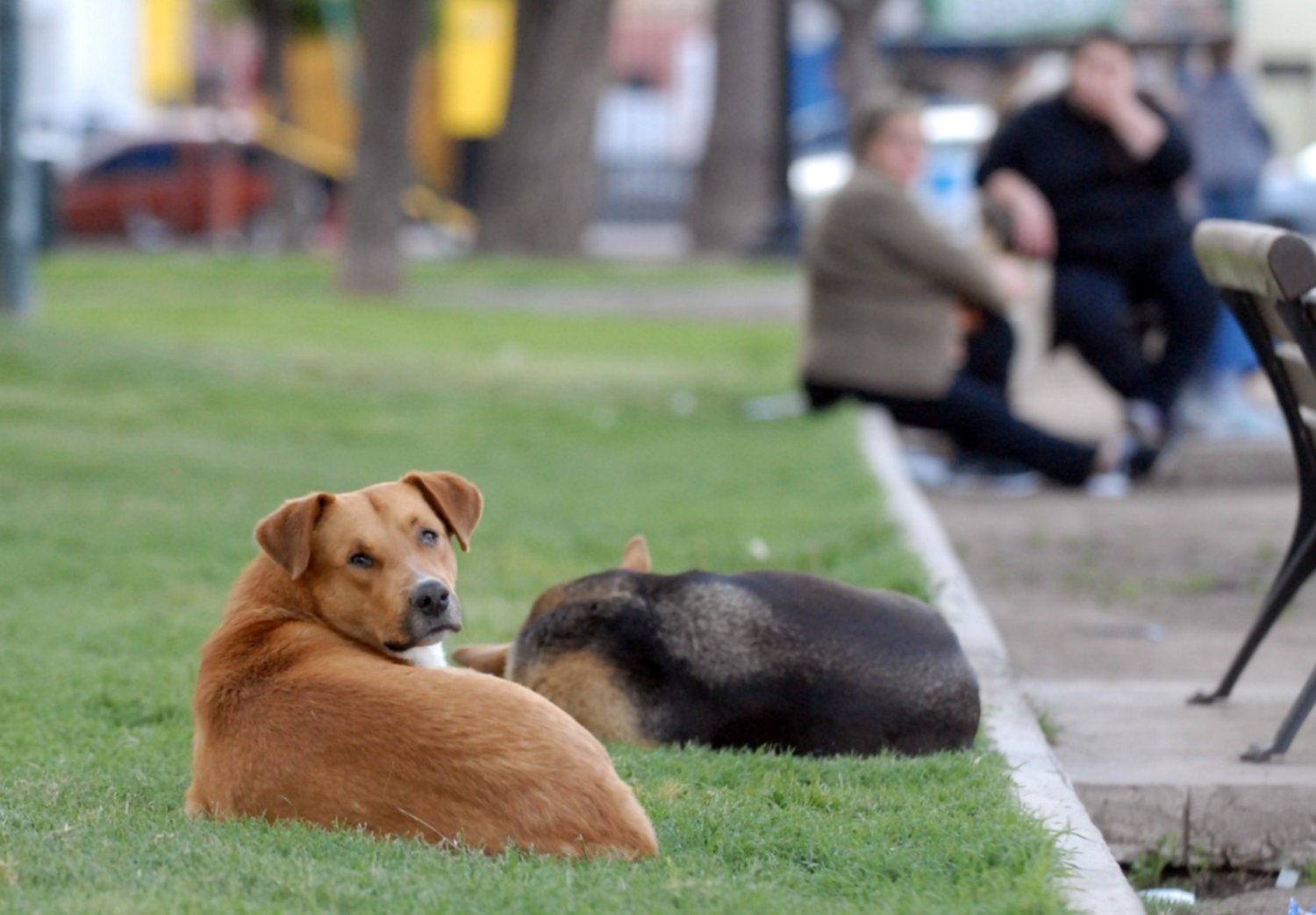 Perros En La Calle Faltan Presupuesto Y Concientizacion