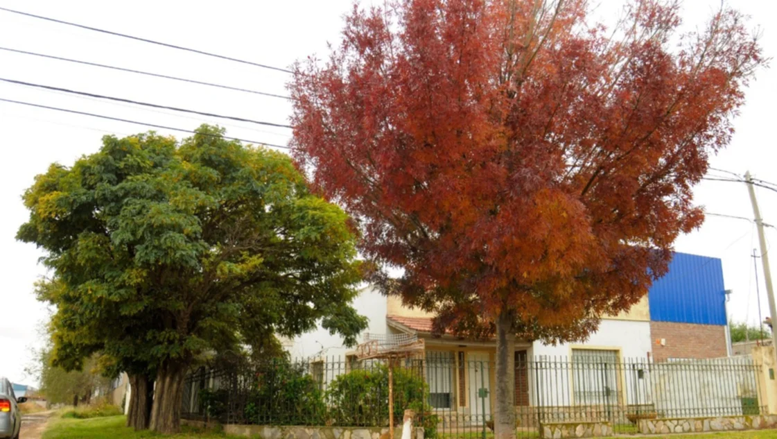 El tiempo de los fresnos: rojizos y brillantes en el paisaje otoñal - La  Nueva