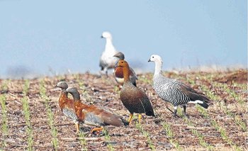 Los cauquenes ya representan una especie en extinción en la Argentina