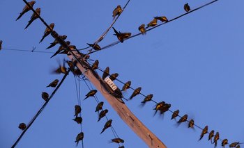 Los loros barranqueros, una pesadilla para la zona sur de Villarino