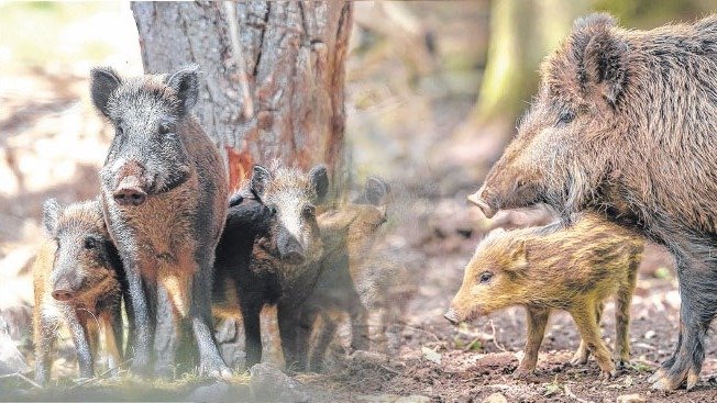 El Chancho Jabali Como Pez En El Agua En El Sur Del Sudoeste Bonaerense