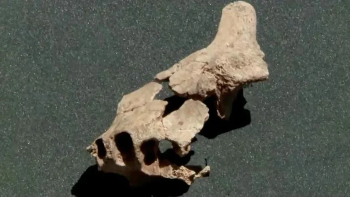 Extraordinario hallazgo: arqueólogos encontraron el rostro humano más antiguo de Europa - La Nueva