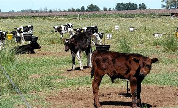 Villarino-Patagonia: fuerte rechazo al proyecto en Puan y Tornquist
