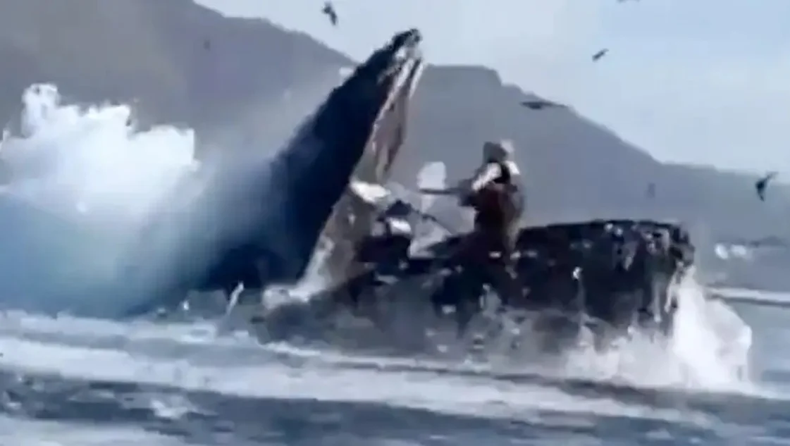 Impactante video: una ballena se "tragó" a dos mujeres y luego las devolvió al mar
