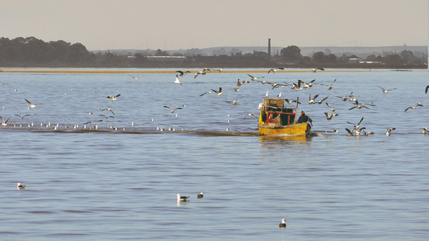 Contaminación en la ría: recomiendan prohibir la captura y el consumo de especies del lugar - La Nueva