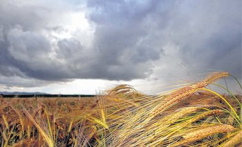 Campaña 2017/2018: condiciona la caída del valor de los commodities