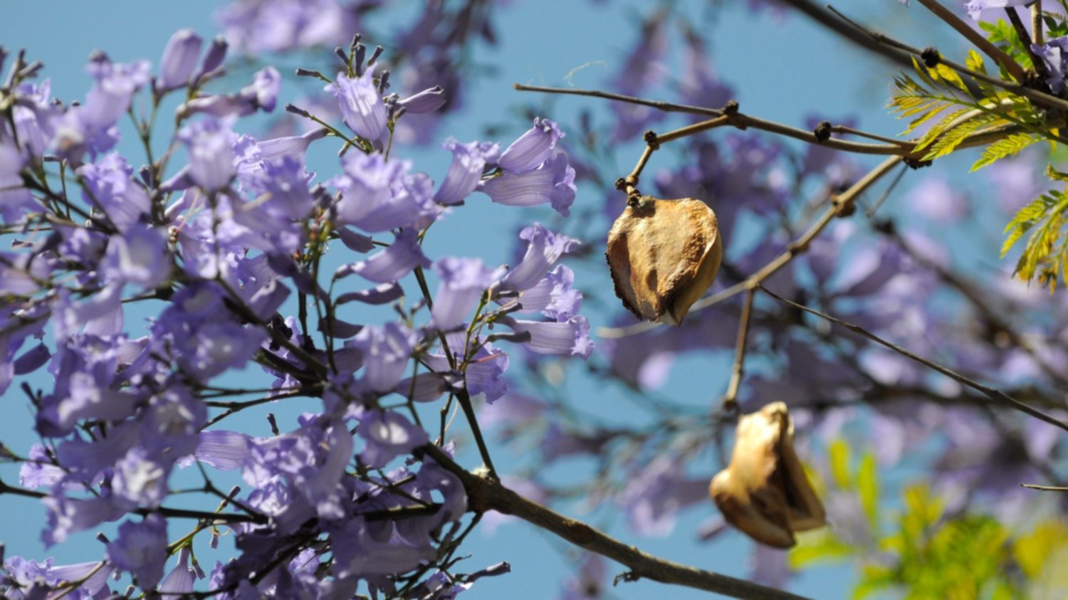 Explosión lila y aroma a jazmín: la ciudad que nos regala cada primavera -  La Nueva