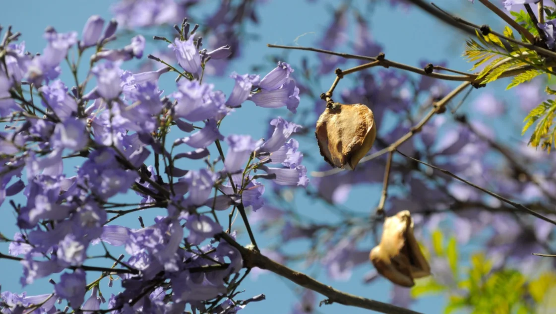 Explosión lila y aroma a jazmín: la ciudad que nos regala cada primavera -  La Nueva