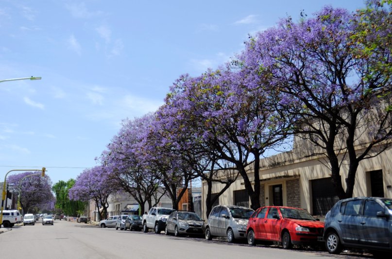 Explosión lila y aroma a jazmín: la ciudad que nos regala cada primavera -  La Nueva