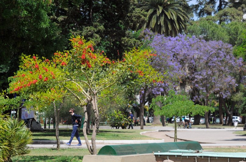 Explosión lila y aroma a jazmín: la ciudad que nos regala cada primavera -  La Nueva