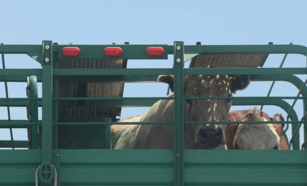 Why does the real price of beef cattle keep getting worse?