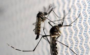 Tras la epidemia de dengue "más grande de la historia", preocupan los casos de zika
