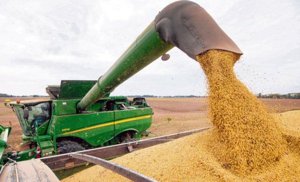 How and why did corn become the most produced grain in Argentina?